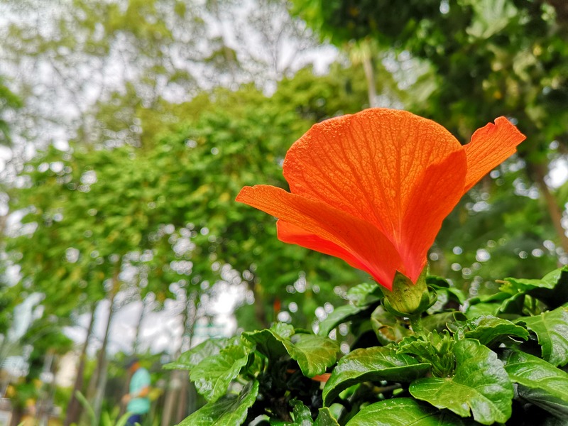 Trong môi trường ánh sáng tốt, chất lượng ảnh chụp dù là chọn độ phân giải ở mức 10MP vẫn cho kết quả thực sự lôi cuốn và chi tiết.