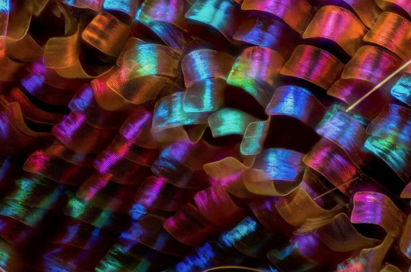 Vị trí thứ 12: Vẩy cánh bướm bởi Luciano Andres Richino, Argentina.