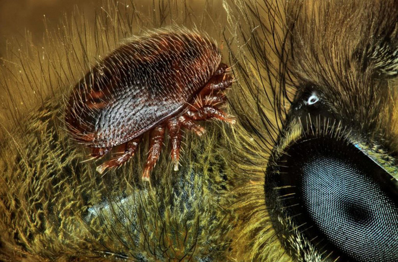 Vị trí thứ 15: `Bọ ve cưỡi trên lưng của một con ong bởi Antoine Franck, Pháp.