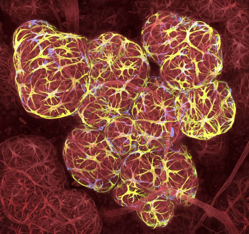 Vị trí thứ 17: Tế bào ngực khi đang tiết sữa bởi Caleb Dawson từ Úc.