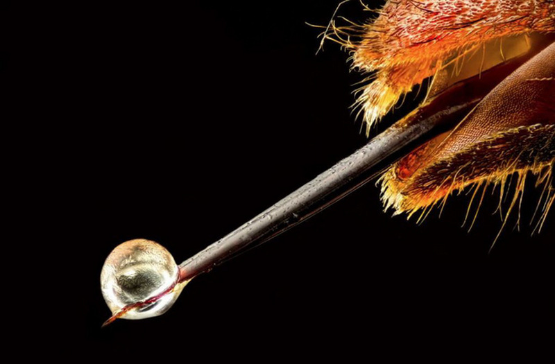 Vị trí thứ 19: Nọc độc của một con ong thợ Châu Á bởi Pierre Anquet từ Pháp.