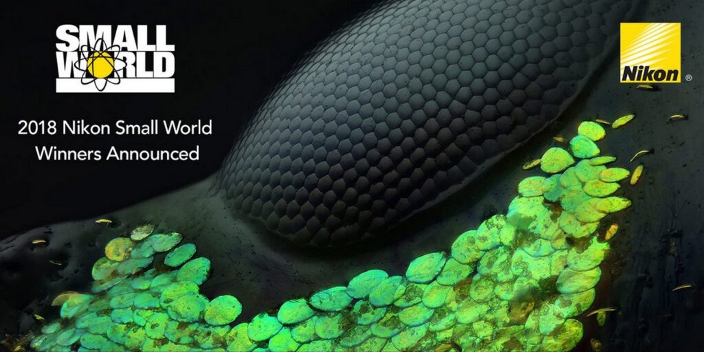 the gioi hien vi qua nhung buc anh dat giai thuong cuoc thi do nikon to chuc 14 3
