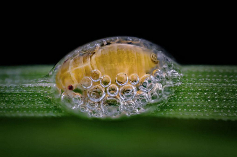 Vị trí thứ 3: Một con bọ bị mắc kẹt trong bong bóng, bởi Saulius Gugis từ Mỹ.