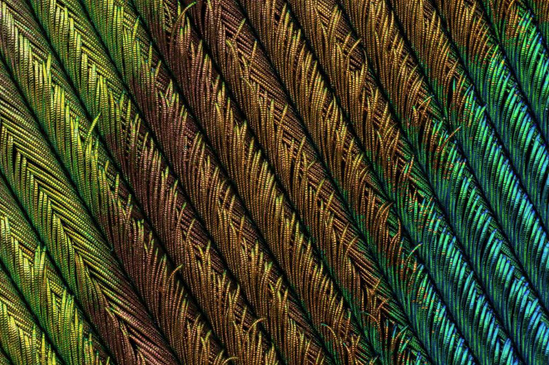 Vị trí thứ 4: Lông vũ của loài công bởi Can Tunçer từ Thổ Nhĩ Kì