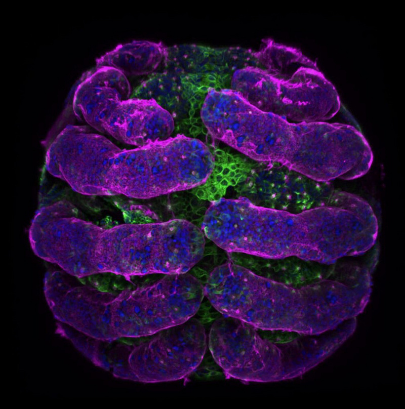 the gioi hien vi qua nhung buc anh dat giai thuong cuoc thi do nikon to chuc 4 2