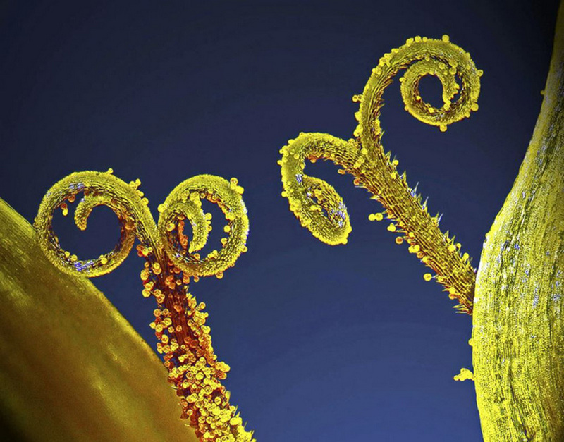 Vị trí thứ 10: Thân cây và hạt phấn bởi Csaba Pintér từ Hungary.