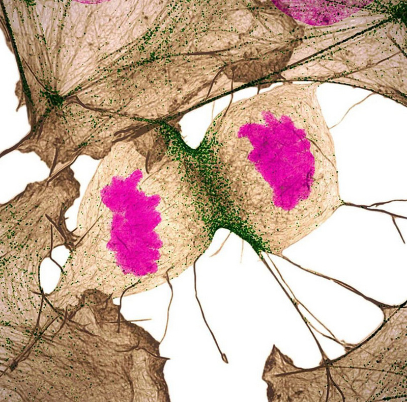 Vị trí thứ 11: Phân chia tế bào người bởi Nilay Taneja từ Mỹ.