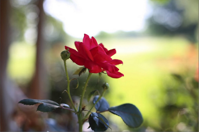 Bokeh hình bát giác ở f/2.8