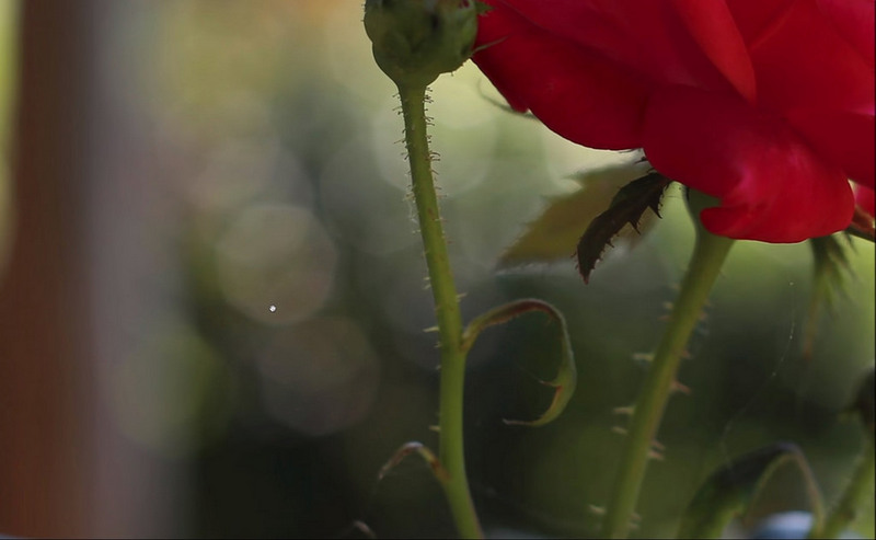 Bokeh bát giác tại f/4