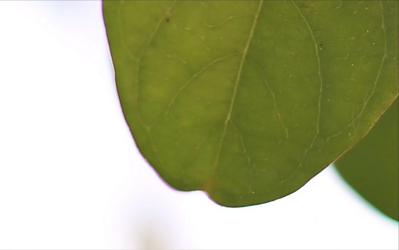 Viền tím xuất hiện ở khẩu f/1.8