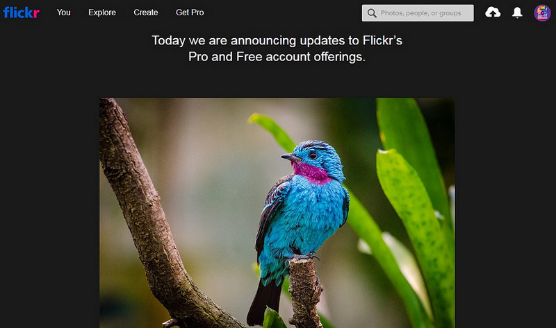 Người dùng nhiều hơn 1.000 ảnh buộc phải xóa ảnh hoặc nâng cấp lên bản Pro