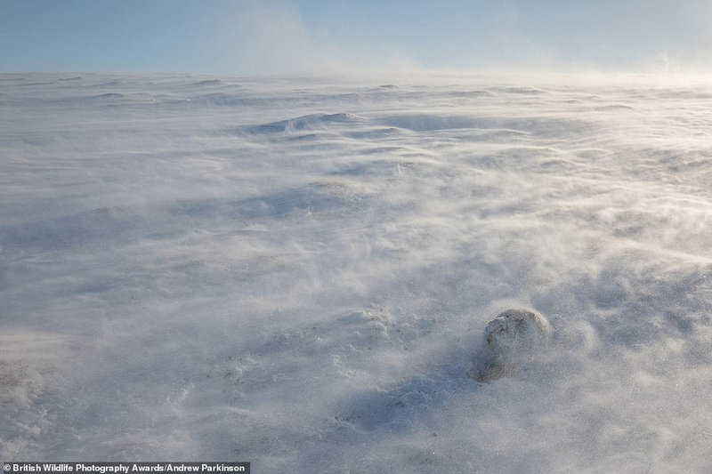 Bức ảnh mơ màng của Andrew Parkinson chụp một con thỏ núi đang co ro trong giá lạnh tại Vườn Quốc gia Cairngorms ở Cao nguyên Scotland. Tác phẩm đã đạt giải nhất trong danh mục The Habitat
