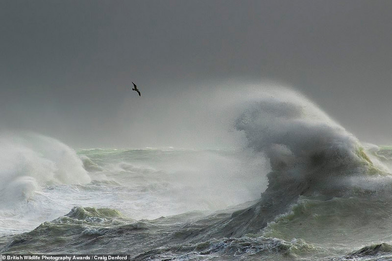 Con chim Mòng biển đen đang cố chống chọi với mưa bão ngoài khơi gần bờ biển New Haven ở Đông Sussex.Craig Denford. Tác phẩm đã đứng đầu trong danh mục 'coast and marine'