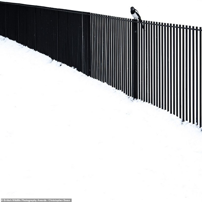 Một con chim Ác-là (Magpie) đậu trên hàng rào, cảnh vật xung quanh là tuyết trắng xóa. Hình ảnh mùa đông lạnh ngắt, được chụp bởi Christopher Swan ở Glasgow, đứng đầu danh mục ""'urban wildlife'