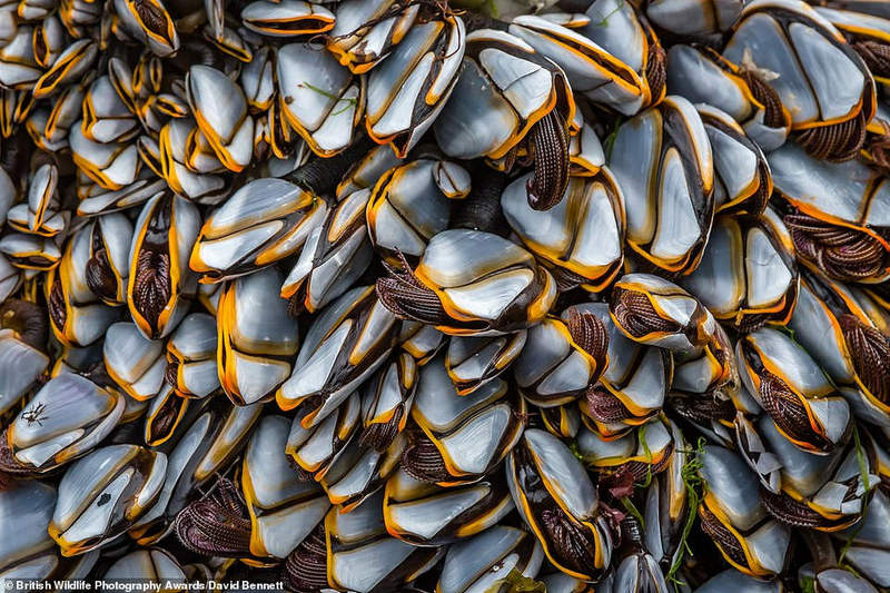 Hàng trăm con Hà biển đang bám vào các tảng đá ở Vịnh Sanna, Kilchoan, Scotland. Bức ảnh được chụp bởi David Bennett, và lọt top đầu trong 'close to nature"