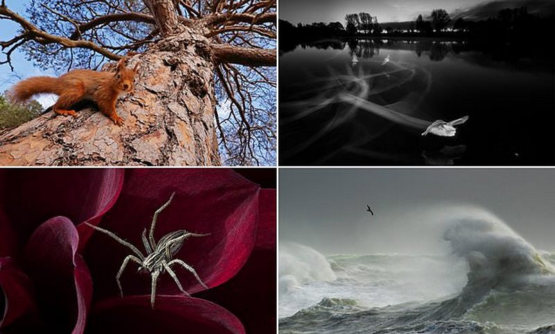 ket qua giai thuong nhiep anh dong vat hoang da 2018 15 1