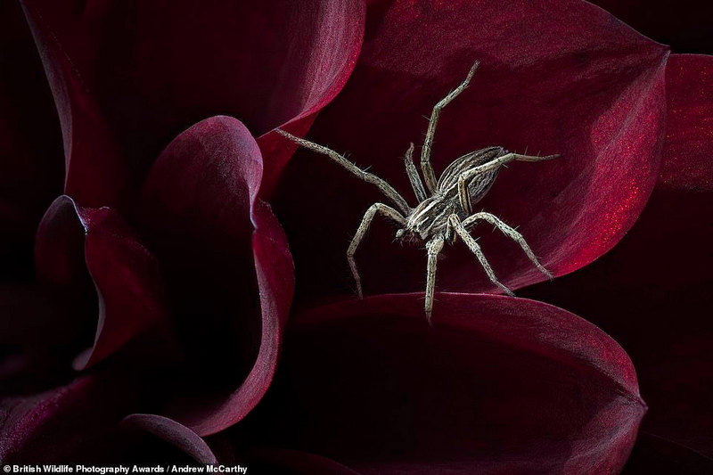 Một con nhện đang phục kích trên cánh hoa chờ con mồi của nó, được chụp bởi Andrew McCarthy ở Devon, đứng đầu trong danh mục 'Hidden Britain'