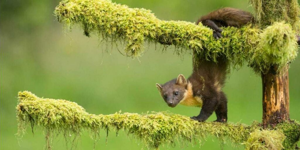 Kết quả giải thưởng Nhiếp Ảnh Động Vật Hoang Dã 2018 16 ket qua giai thuong nhiep anh dong vat hoang da 2018 4 2