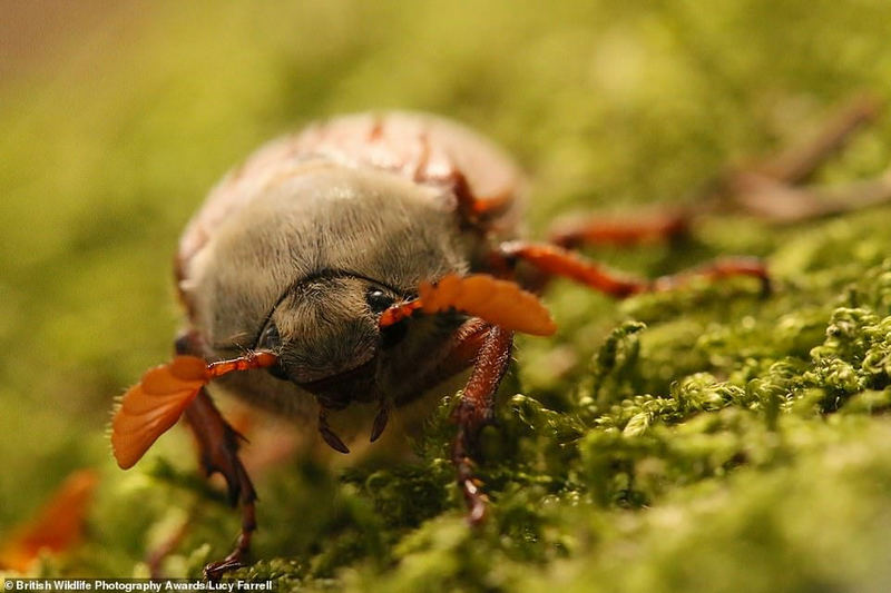 Lucy Farrell, 9 tuổi, đã chụp cảnh macro khó tin này của một con bọ rùa đang bò trên một mảng rêu ở Cumbria. Bức ảnh đạt giải Nhất trong danh mục dưới 12 tuổi