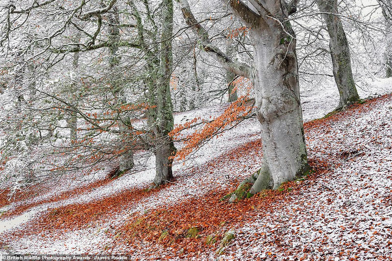 James Roddie đã chụp bức ảnh tuyệt vời này, một khu rừng rậm rạp ở Cao nguyên Scotland. Bức ảnh đứng đầu trong hạng mục ''Wild Woods'