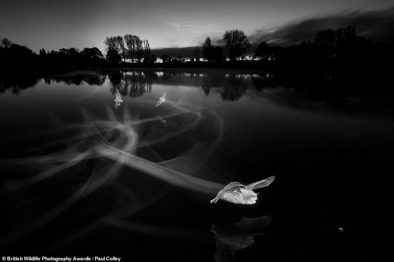 Hình ảnh nhuốm vẻ ma mị những con dơi đang lượn qua mặt hồ trong Công Viên Nước Coate Water, Wiltshire, đã chiến thắng giải thưởng danh giá nhất
